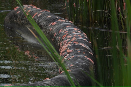 Parasite mentaiko’: Large amounts of invasive snail eggs spotted in Lower Seletar Reservoir