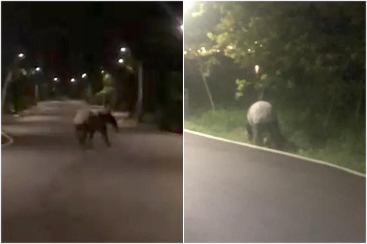 Tapir spotted in Punggol likely swam to Singapore from Malaysia: Acres